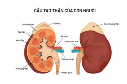  Bí Quyết Tăng Cường Sức Khỏe Với Bài Thuốc Bổ Thận Đông Y